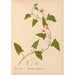 Reproduction of the painting Medicinal Plants Pl017 - Charles Frederick Millspaugh