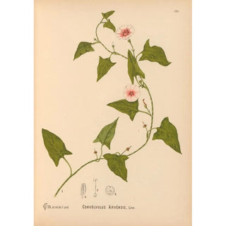 Reproduction of the painting Medicinal Plants Pl017 - Charles Frederick Millspaugh