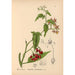 Medicinal Plants Pl018 - Charles Frederick Millspaugh — artwork view