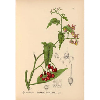 Medicinal Plants Pl018 - Charles Frederick Millspaugh — artwork view