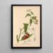 Medicinal Plants Pl018 - Charles Frederick Millspaugh — framed artwork on a wall