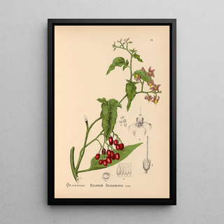 Medicinal Plants Pl018 - Charles Frederick Millspaugh — framed artwork on a wall