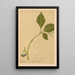 Reproduction of the painting Medicinal Plants Pl019 - Charles Frederick Millspaugh