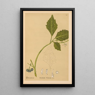Reproduction of the painting Medicinal Plants Pl019 - Charles Frederick Millspaugh