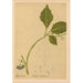 Reproduction of the painting Medicinal Plants Pl019 - Charles Frederick Millspaugh