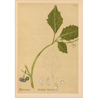 Reproduction of the painting Medicinal Plants Pl019 - Charles Frederick Millspaugh
