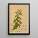 Reproduction of the painting Medicinal Plants Pl020 - Charles Frederick Millspaugh