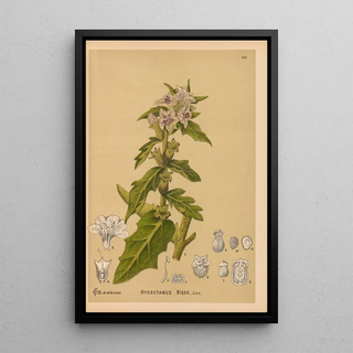 Reproduction of the painting Medicinal Plants Pl020 - Charles Frederick Millspaugh