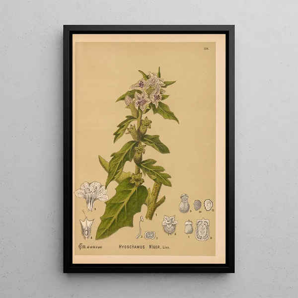 Reproduction of the painting Medicinal Plants Pl020 - Charles Frederick Millspaugh