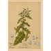 Reproduction of the painting Medicinal Plants Pl020 - Charles Frederick Millspaugh