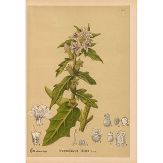 Reproduction of the painting Medicinal Plants Pl020 - Charles Frederick Millspaugh