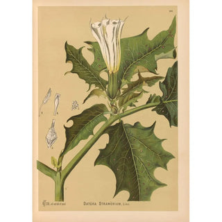 Medicinal Plants Pl021 - Charles Frederick Millspaugh — artwork view