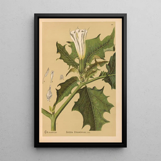 Medicinal Plants Pl021 - Charles Frederick Millspaugh — framed artwork on a wall