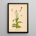 Reproduction of the painting Medicinal Plants Pl022 - Charles Frederick Millspaugh