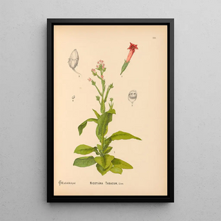 Reproduction of the painting Medicinal Plants Pl022 - Charles Frederick Millspaugh