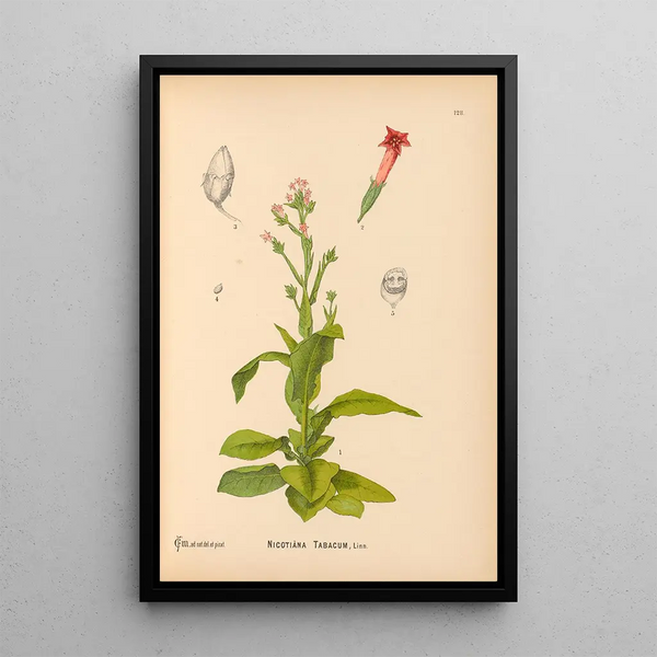 Reproduction of the painting Medicinal Plants Pl022 - Charles Frederick Millspaugh