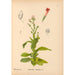 Reproduction of the painting Medicinal Plants Pl022 - Charles Frederick Millspaugh