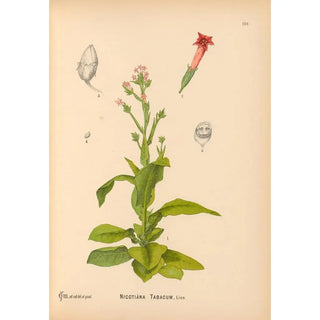Reproduction of the painting Medicinal Plants Pl022 - Charles Frederick Millspaugh