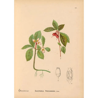 Medicinal Plants Pl023 - Charles Frederick Millspaugh — artwork view