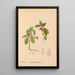 Medicinal Plants Pl023 - Charles Frederick Millspaugh — framed artwork on a wall
