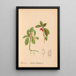 Medicinal Plants Pl023 - Charles Frederick Millspaugh — framed artwork on a wall