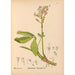 Medicinal Plants Pl024 - Charles Frederick Millspaugh — artwork view