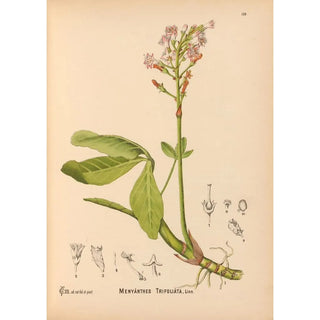 Medicinal Plants Pl024 - Charles Frederick Millspaugh — artwork view