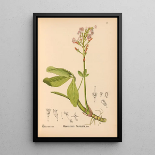 Medicinal Plants Pl024 - Charles Frederick Millspaugh — framed artwork on a wall