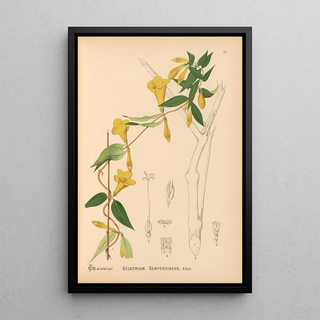 Reproduction of the painting Medicinal Plants Pl025 - Charles Frederick Millspaugh