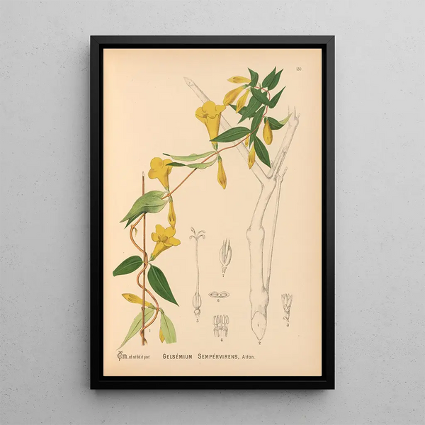 Reproduction of the painting Medicinal Plants Pl025 - Charles Frederick Millspaugh