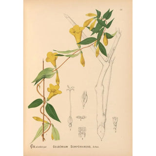 Reproduction of the painting Medicinal Plants Pl025 - Charles Frederick Millspaugh