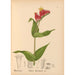 Medicinal Plants Pl026 - Charles Frederick Millspaugh — artwork view