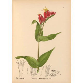 Medicinal Plants Pl026 - Charles Frederick Millspaugh — artwork view