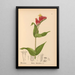 Medicinal Plants Pl026 - Charles Frederick Millspaugh — framed artwork on a wall