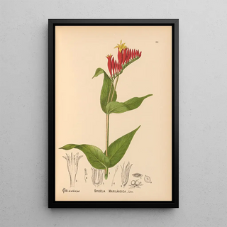 Medicinal Plants Pl026 - Charles Frederick Millspaugh — framed artwork on a wall