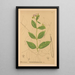 Reproduction of the painting Medicinal Plants Pl027 - Charles Frederick Millspaugh