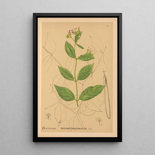 Reproduction of the painting Medicinal Plants Pl027 - Charles Frederick Millspaugh