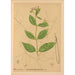 Reproduction of the painting Medicinal Plants Pl027 - Charles Frederick Millspaugh