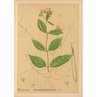 Reproduction of the painting Medicinal Plants Pl027 - Charles Frederick Millspaugh
