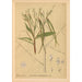 Medicinal Plants Painting Pl028 - Charles Frederick Millspaugh — artwork view