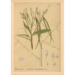 Medicinal Plants Painting Pl028 - Charles Frederick Millspaugh — artwork view