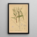Medicinal Plants Painting Pl028 - Charles Frederick Millspaugh — framed artwork on a wall