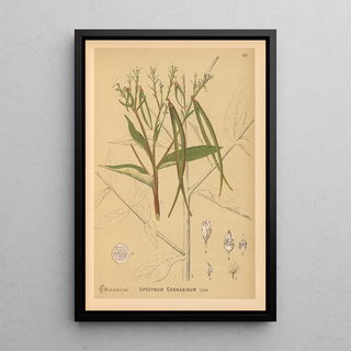Medicinal Plants Painting Pl028 - Charles Frederick Millspaugh — framed artwork on a wall