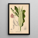 Reproduction of the painting Medicinal Plants Pl029 - Charles Frederick Millspaugh