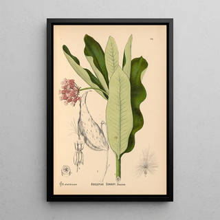 Reproduction of the painting Medicinal Plants Pl029 - Charles Frederick Millspaugh