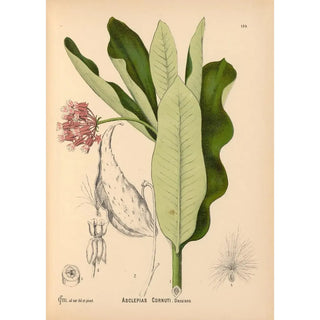 Reproduction of the painting Medicinal Plants Pl029 - Charles Frederick Millspaugh