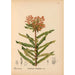 Medicinal Plants Pl030 - Charles Frederick Millspaugh — artwork view