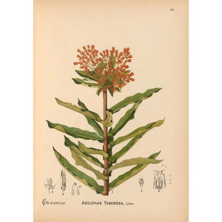 Medicinal Plants Pl030 - Charles Frederick Millspaugh — artwork view