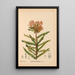 Medicinal Plants Pl030 - Charles Frederick Millspaugh — framed artwork on a wall