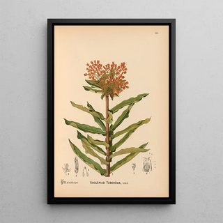 Medicinal Plants Pl030 - Charles Frederick Millspaugh — framed artwork on a wall